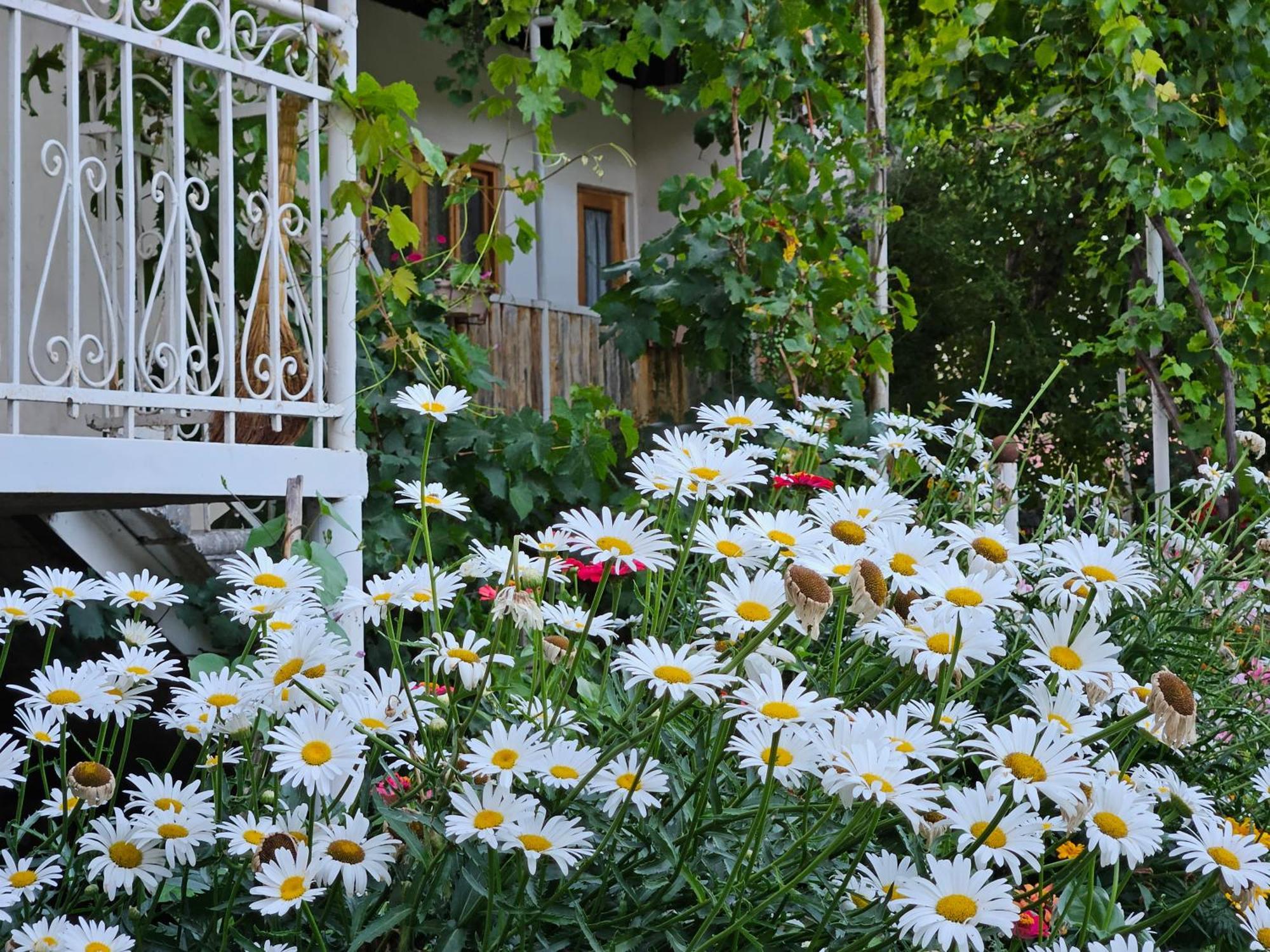 T'mogvi Guest House Aleksandre מראה חיצוני תמונה