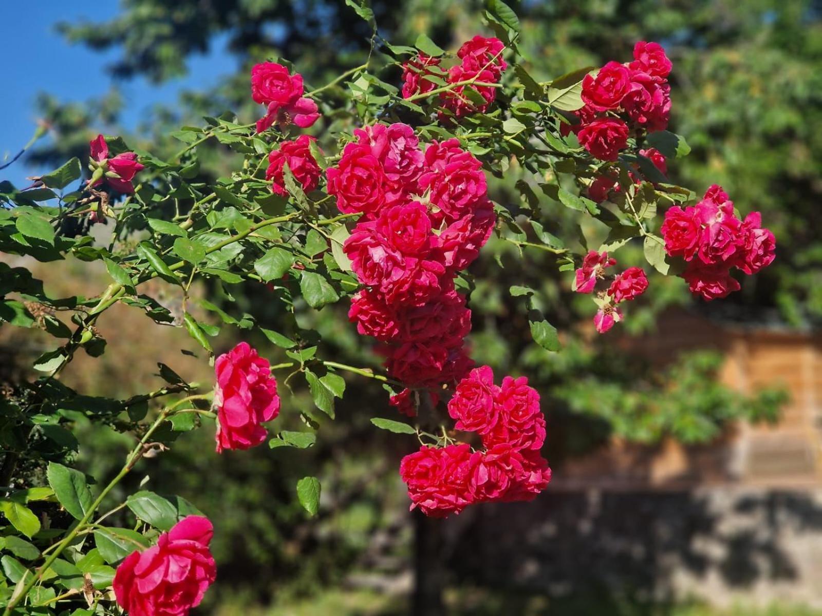 T'mogvi Guest House Aleksandre חדר תמונה